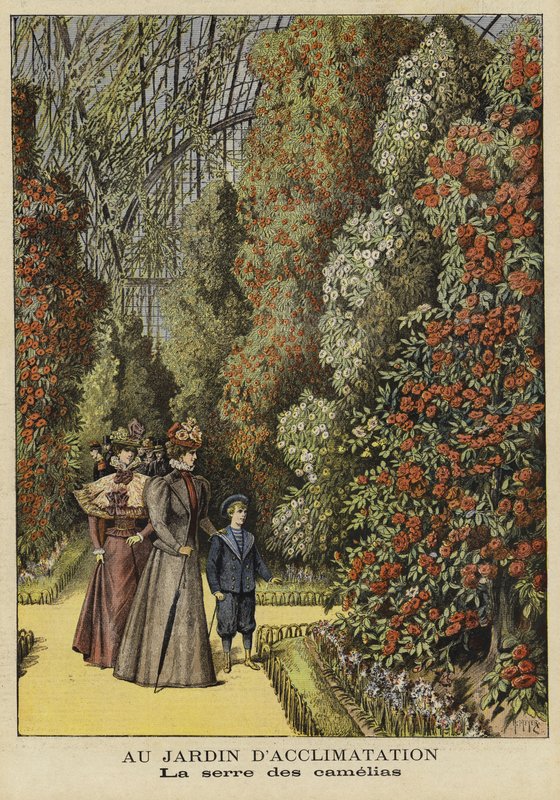 Serre de camélias dans un jardin botanique - French School