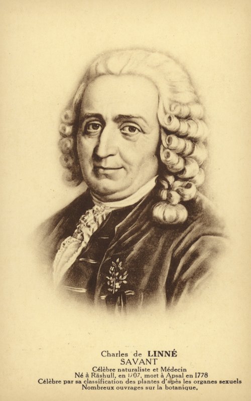 Carl Linné (1707-1778), botaniste et zoologiste suédois (litho) - French School