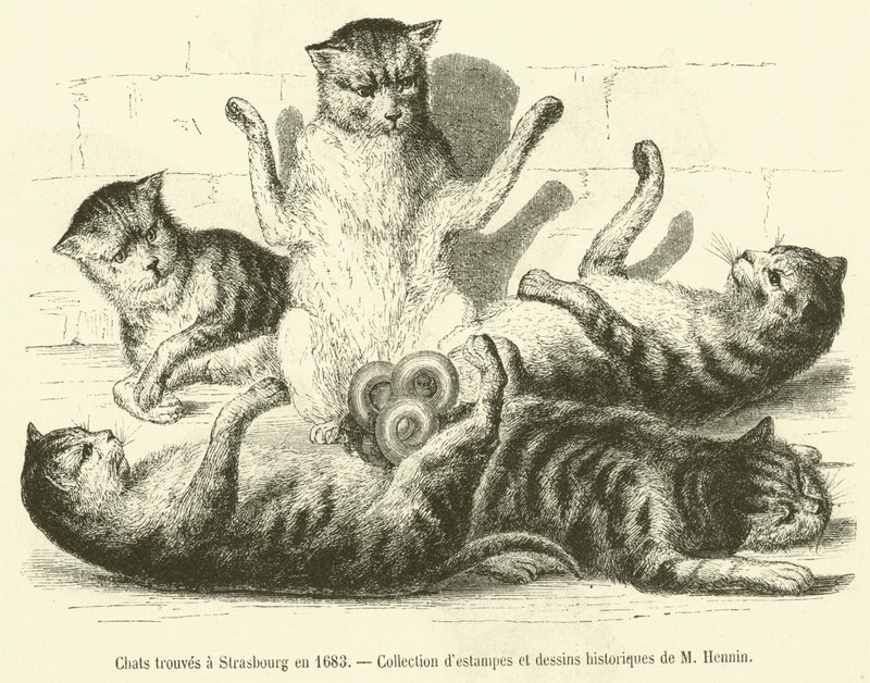 Chats trouvés à Strasbourg en 1683 - French School
