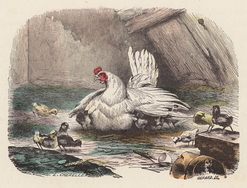 Poules - French School