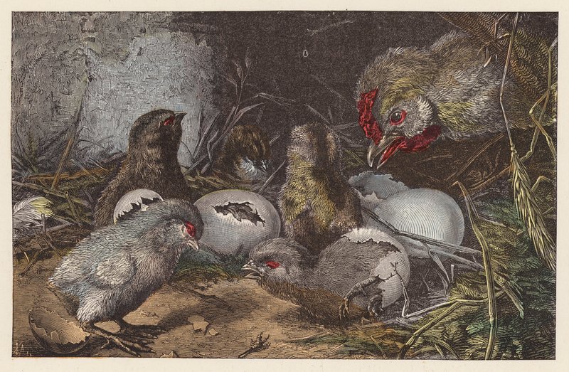 Éclosion des poussins - French School