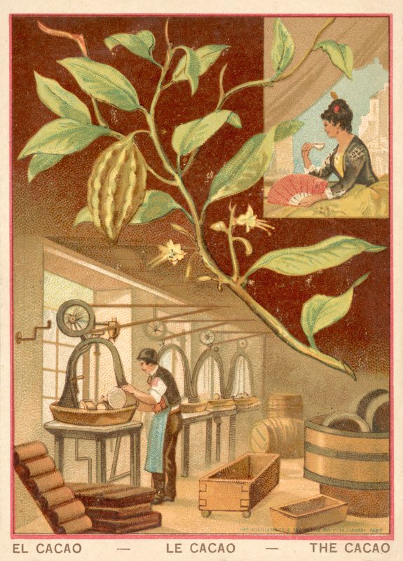 Cacao - French School