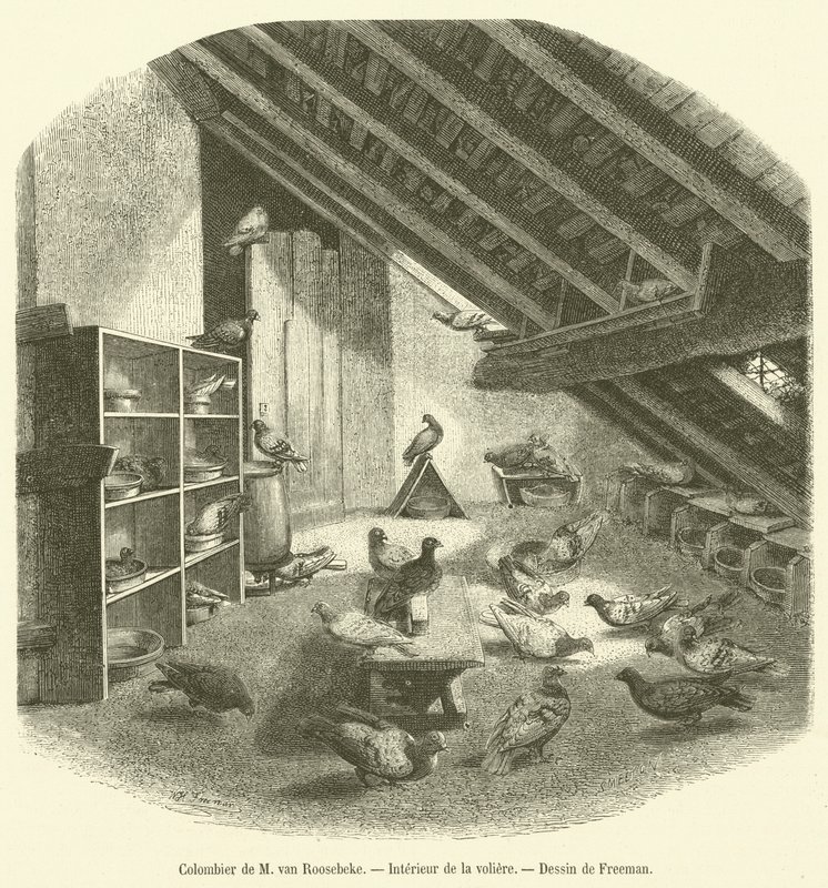 Colombier de M. van Roosebeke, Intérieur de la volière - French School