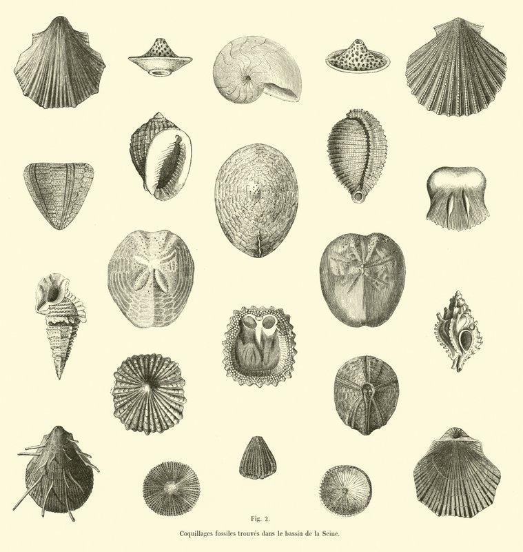 Coquillages fossiles trouvés dans le bassin de la Seine - French School