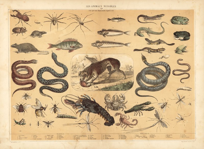 Animaux dangereux - French School