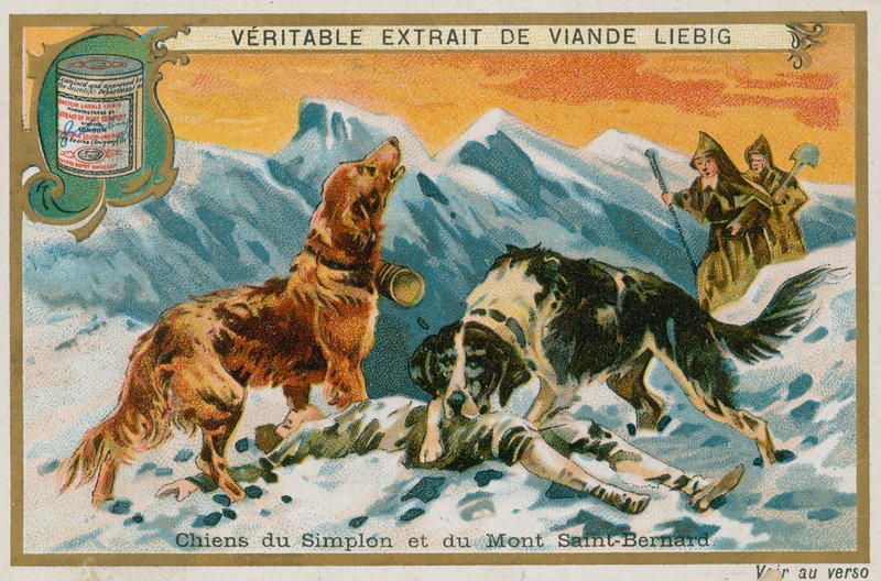 Chiens du Simplon et du Mont St Bernard - French School