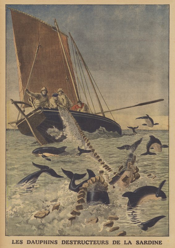 Dauphins perturbant la pêche aux sardines - French School