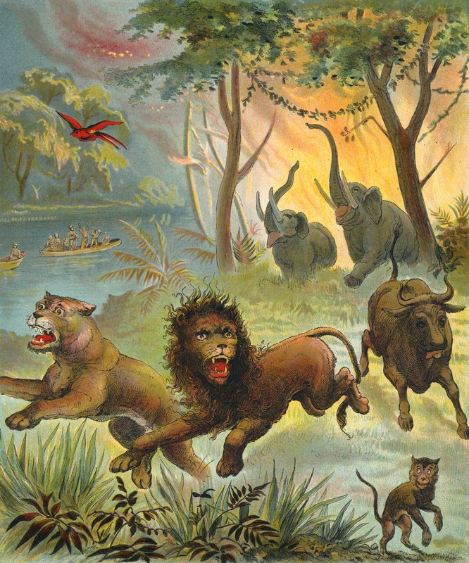 Feu de forêt en Afrique - French School