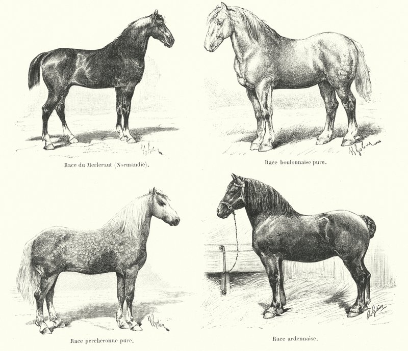 Quatre races de chevaux français : Merlerault, Boulonnaise, Percheronne, Ardennaise - French School