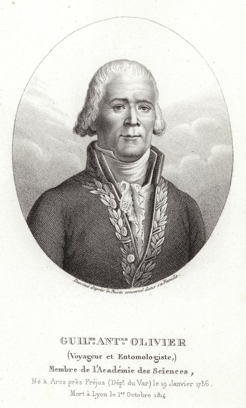Guillaume Antoine Olivier - French School