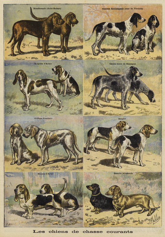 Chiens de chasse - French School