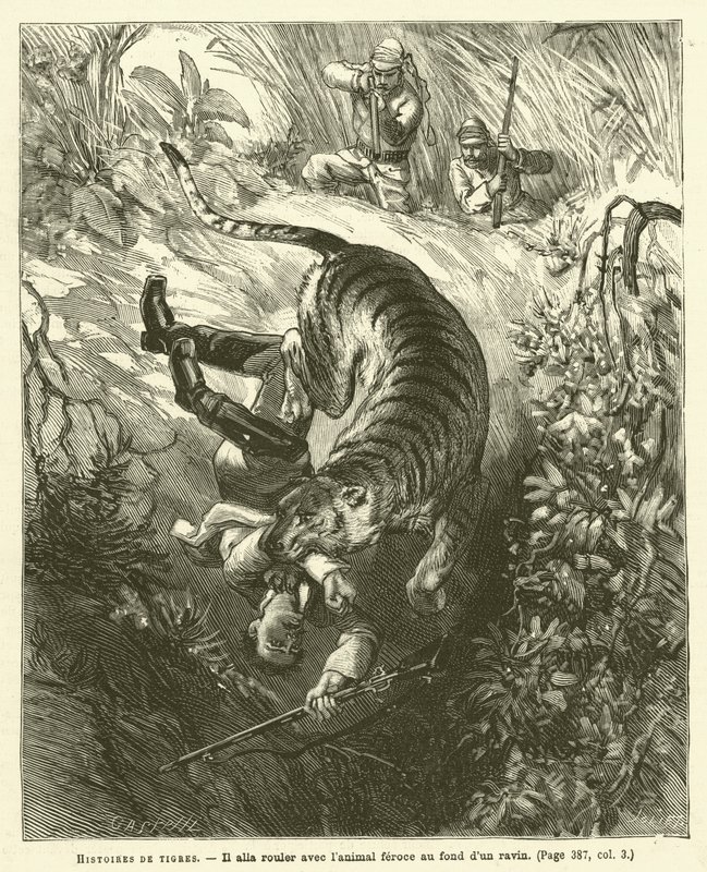 Histoires De Tigres - French School