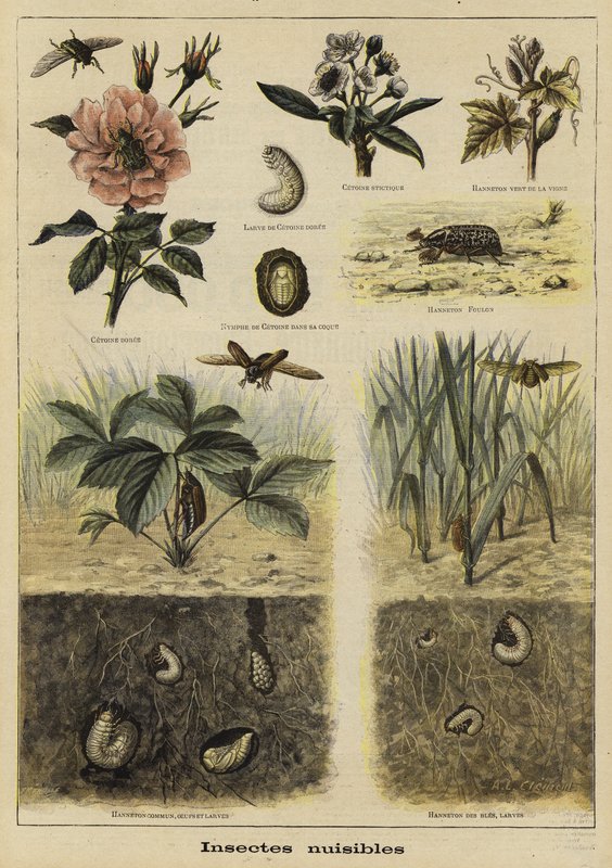 Insectes nuisibles à l