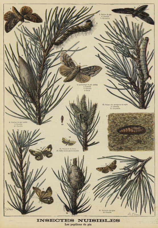 Insectes nuisibles aux pins - French School