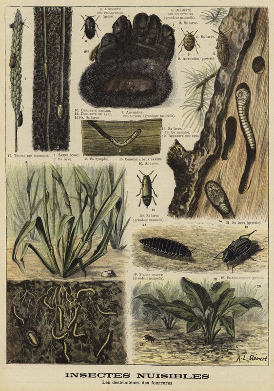 Insectes qui détruisent les vêtements en fourrure - French School