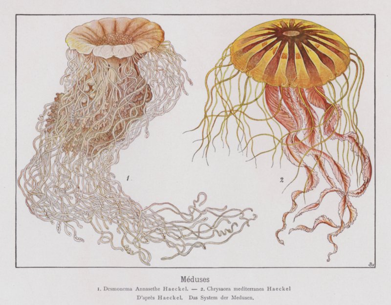 Méduse (lithographie couleur) - French School