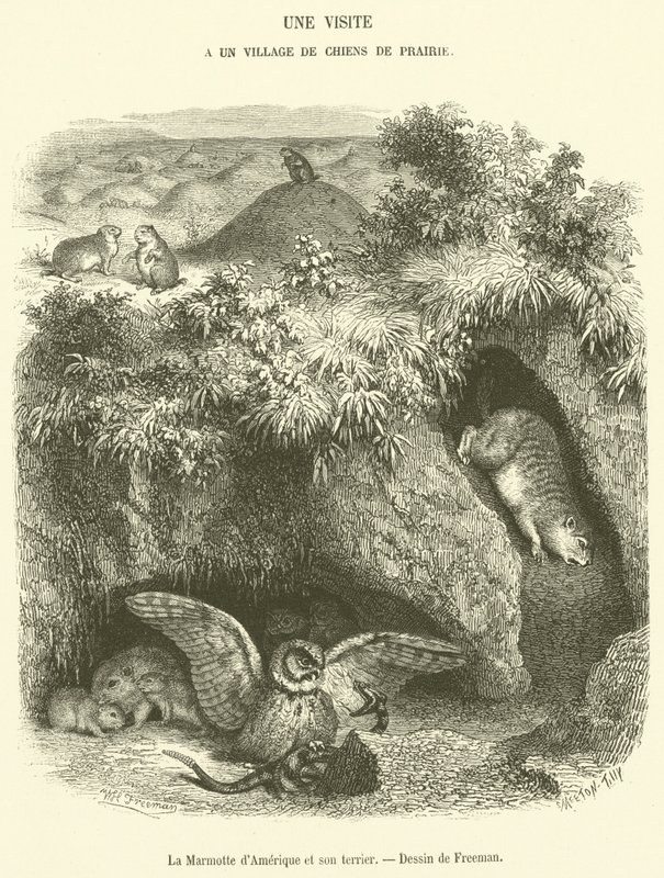 La Marmotte d