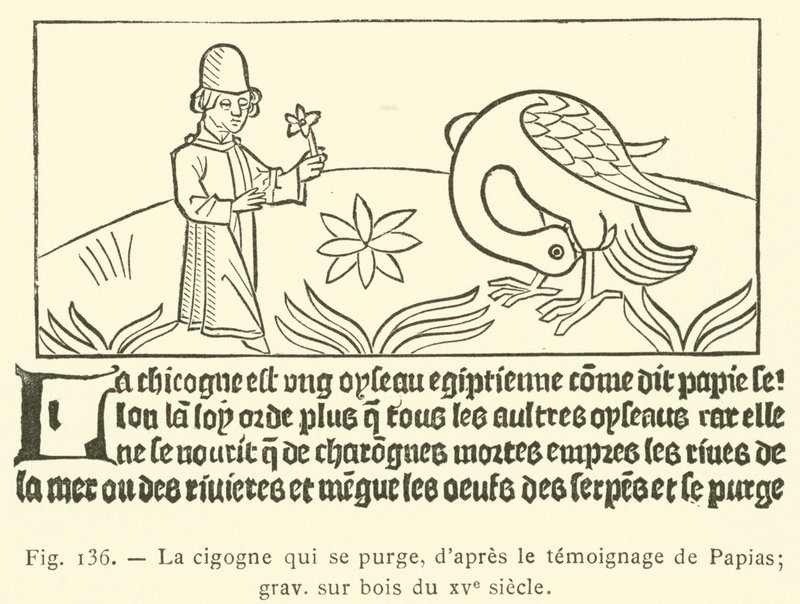 La cigogne qui se purge - French School