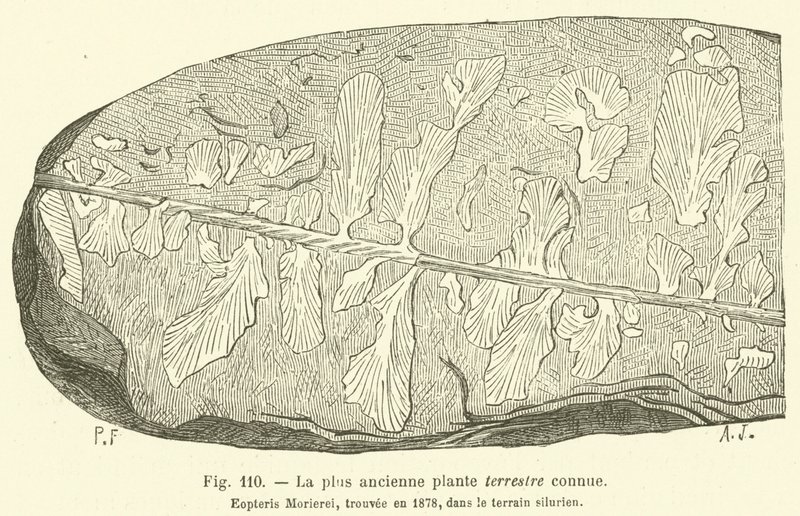 La plus ancienne plante terrestre connue (engraving) - French School