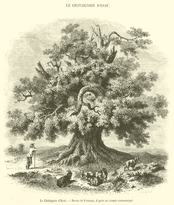 Le Châtaignier d