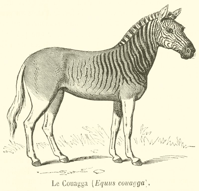 Le Couagga, Equus quagga - French School