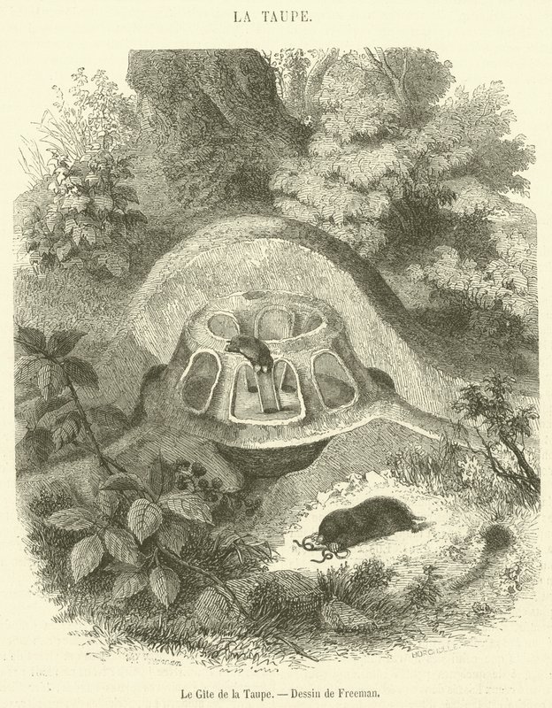 Le Gîte de la Taupe (gravure) - French School