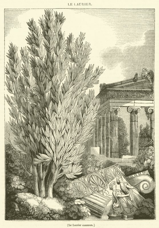 Le Laurier commun (engraving) - French School