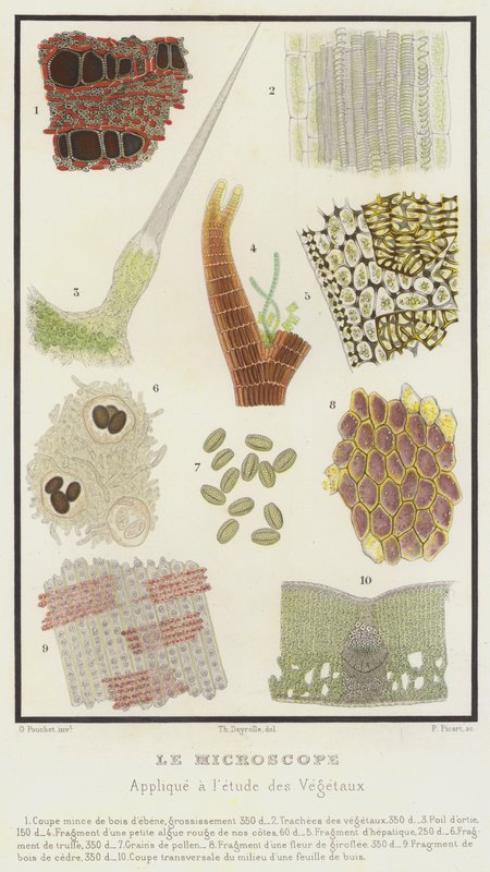 Le microscope, appliqué à l