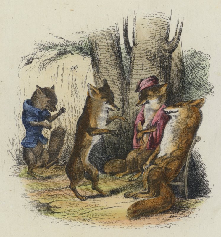 Le Renard à la queue coupée - French School