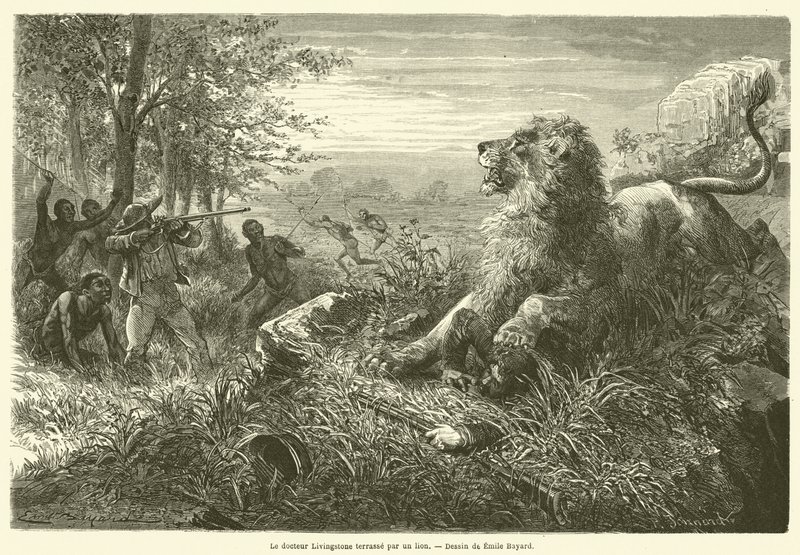Le docteur Livingstone terrassé par un lion - French School
