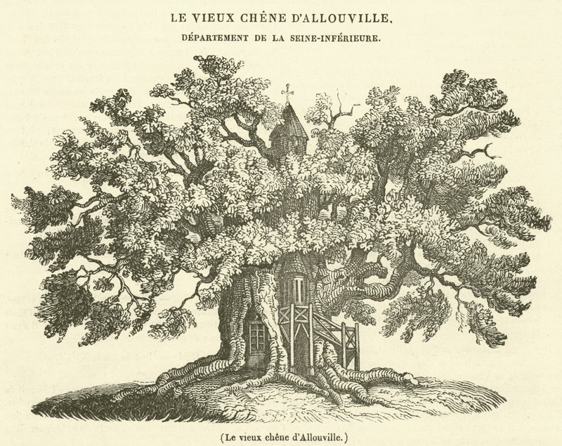 Le vieux chêne d