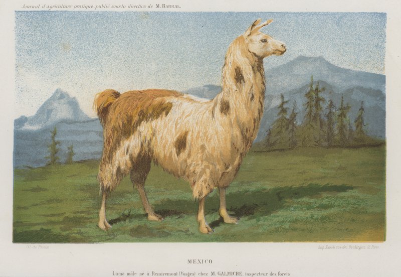 Lama mâle né à Remiremont (Vosges), France - French School