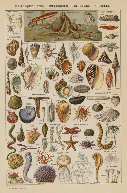 Mollusques, Vers, Échinodermes, Cœlentérés, Infusoires - French School