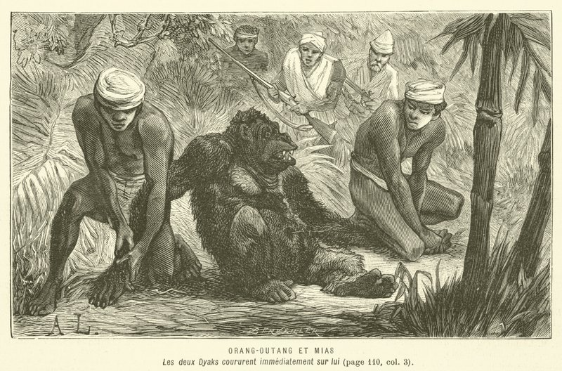 Orang-Outang et Mias - French School