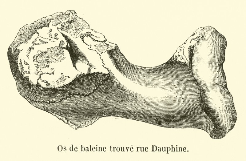 Os de baleine trouvé rue Dauphine - French School