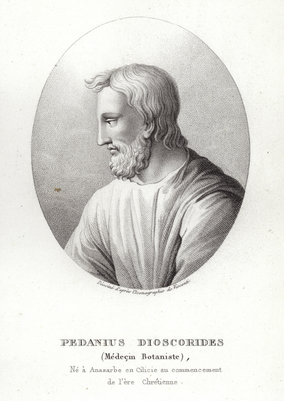 Pedanius Dioscorides - French School