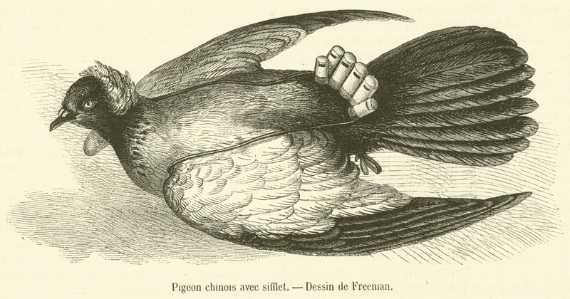 Pigeon chinois avec sifflet - French School