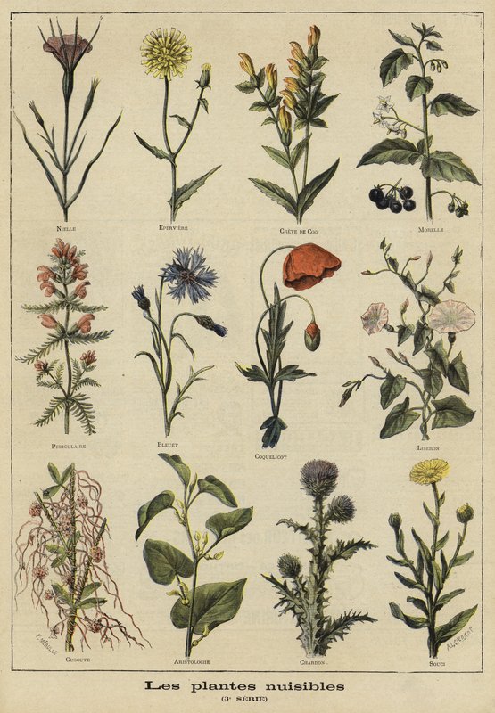 Plantes nuisibles à l