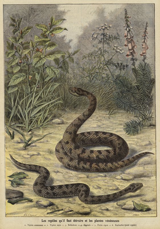 Serpents et plantes vénéneux - French School