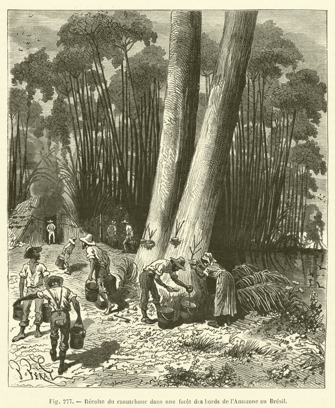 Récolte du caoutchouc dans une forêt des bords de l