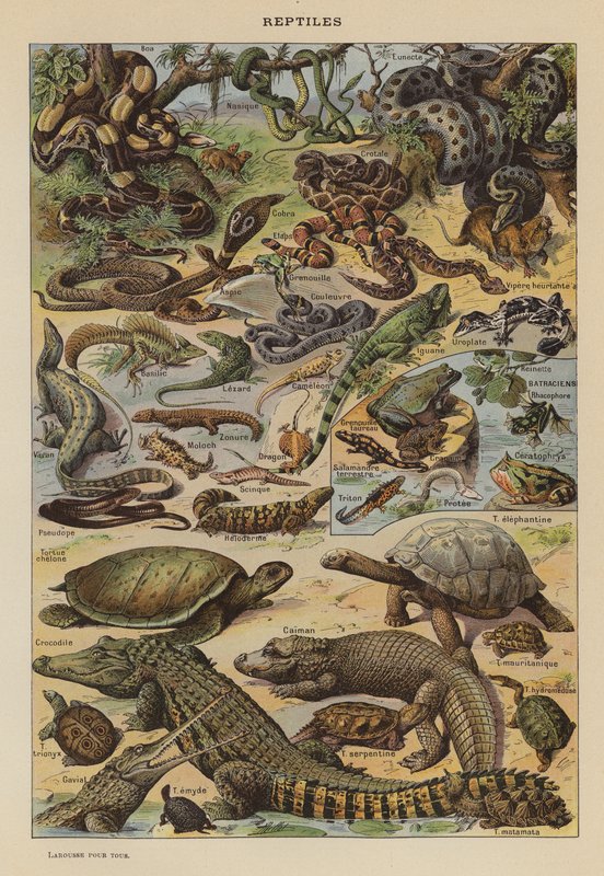 Reptiles - French School