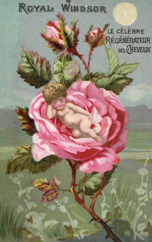 Publicité pour la préparation capillaire Royal Windsor avec une rose et un bébé - French School
