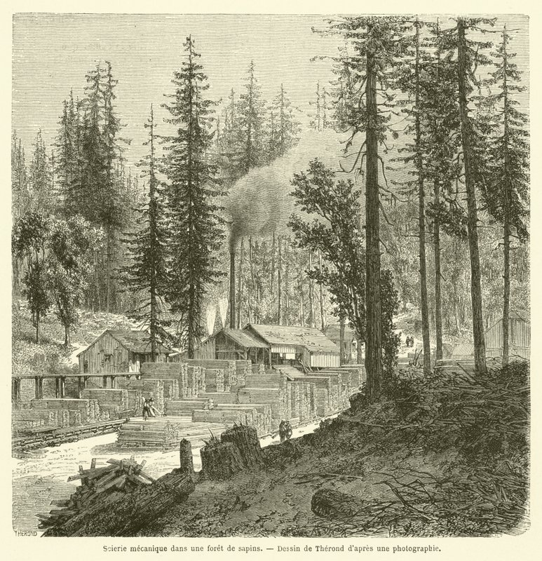 Scierie mécanique dans une forêt de sapins - French School