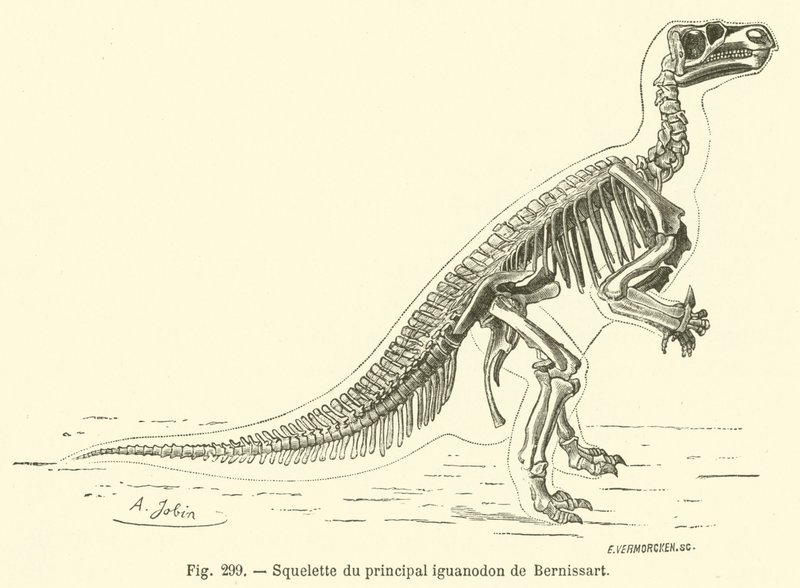 Squelette du principal iguanodon de Bernissart - French School