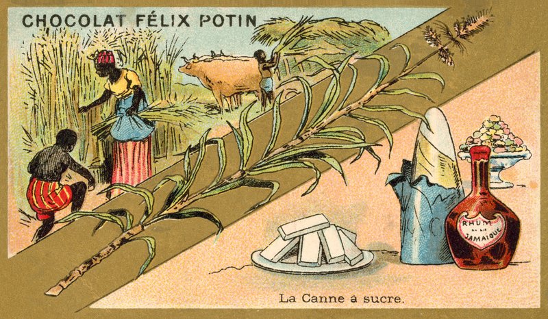 Canne à sucre - French School