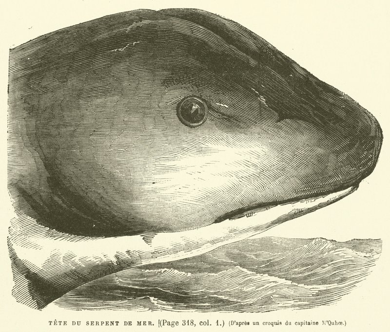 Tête du Serpent de Mer - French School