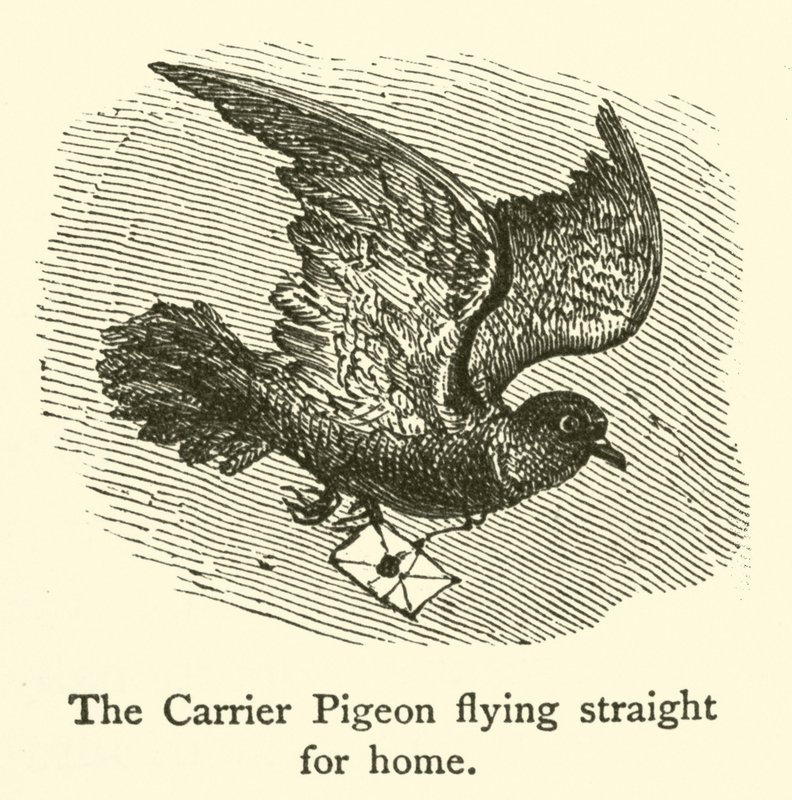 Le pigeon voyageur volant droit vers la maison - French School