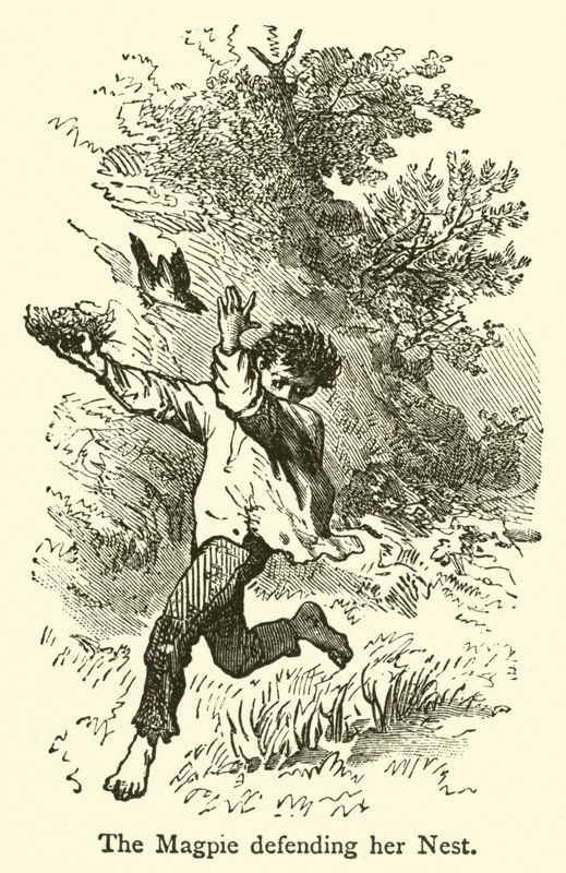 La pie défendant son nid (gravure) - French School
