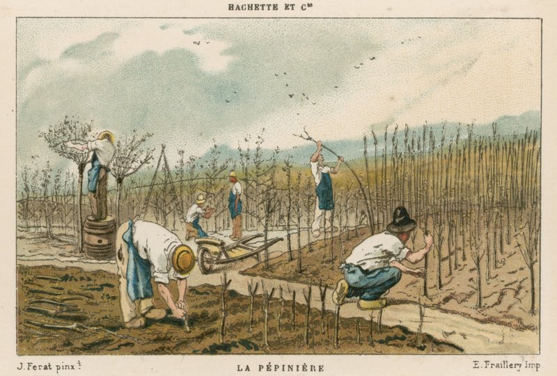 Pépinière d