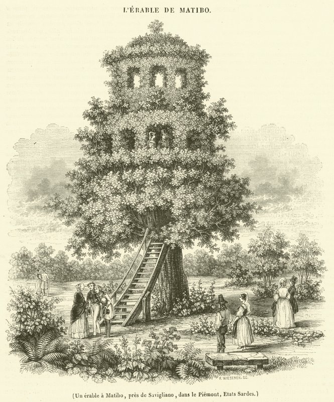 Un erable a Matibo, pres de Savigliano, dans le Piemont, Etats Sardes (engraving) - French School